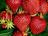 Großfruchtige Erdbeeren 'Salsa'
