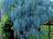 Blau Kletterpflanze Blauregen