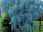 Blau Kletterpflanze Blauregen