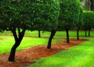 bok_sanctuary_orchard