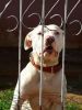 705624_dog_attack