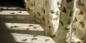 710660_drapes_and_sunlight