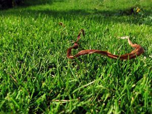 946405_grass_1