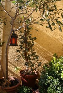 749197_mediterranean_ambiente
